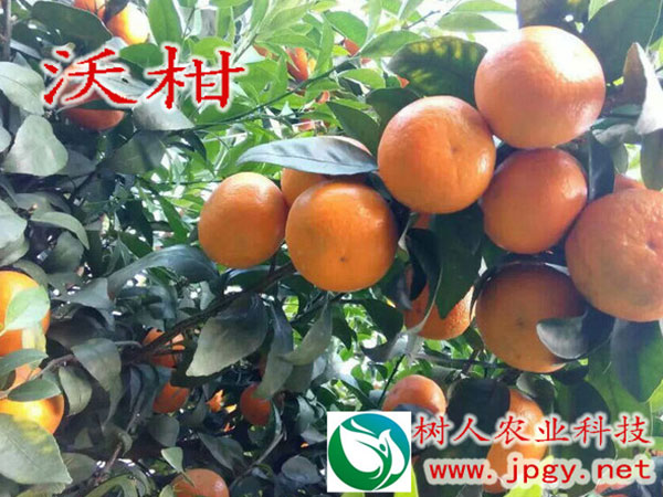 發揮龍頭企業帶動作用