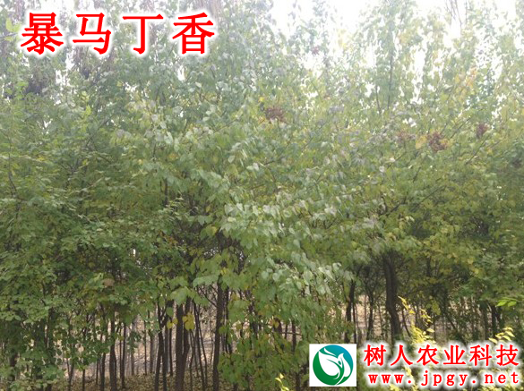 暴馬丁香