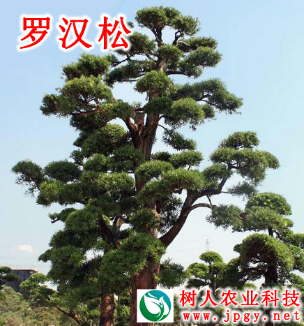羅漢松