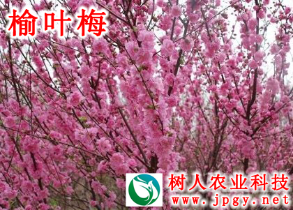 榆葉梅