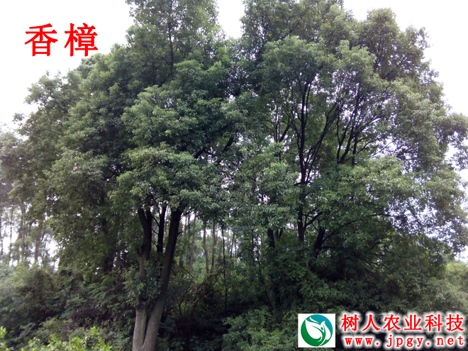 樟樹