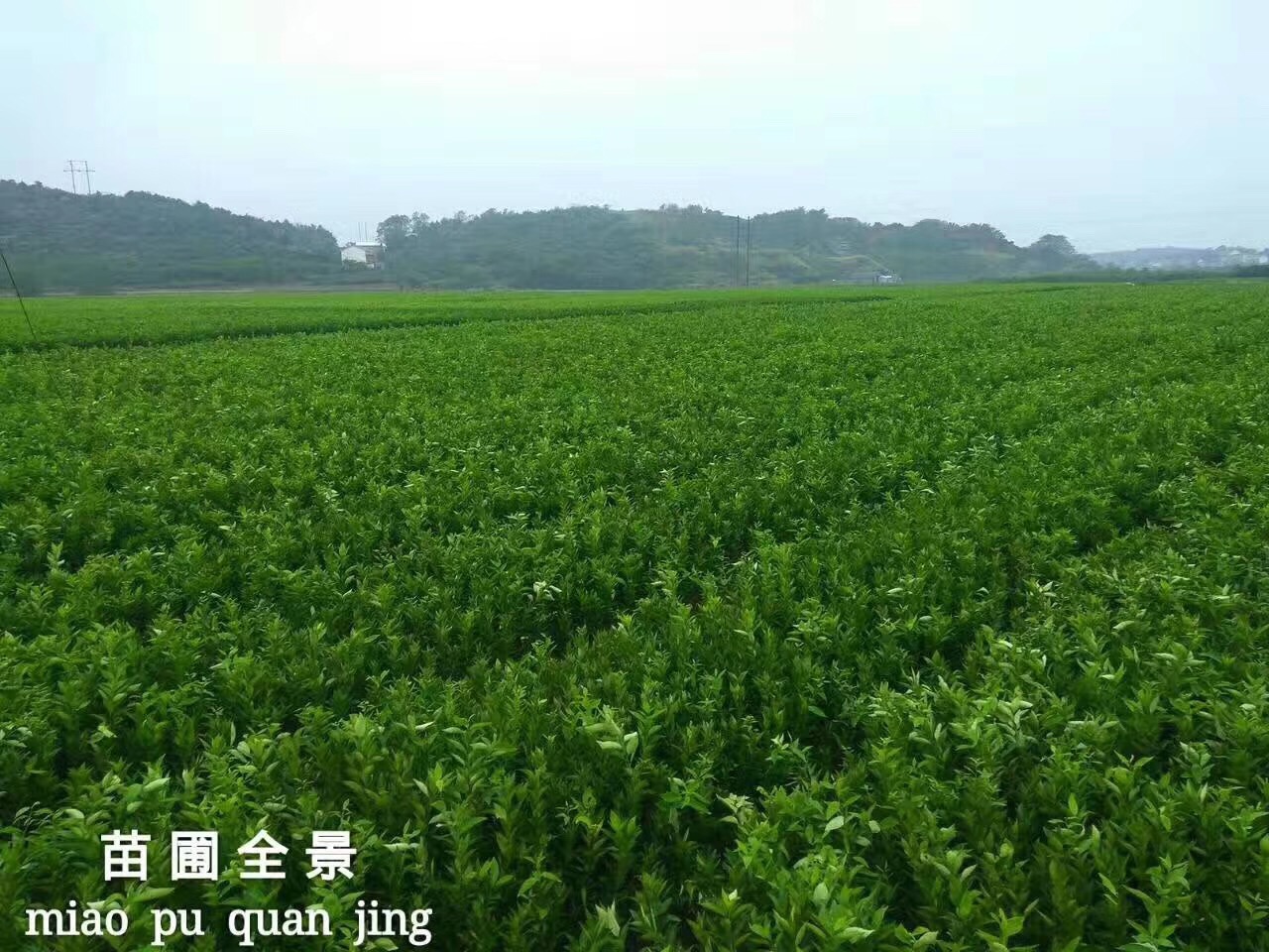 關(guān)于近期網(wǎng)絡(luò)惡意誹謗我公司的嚴(yán)正聲明