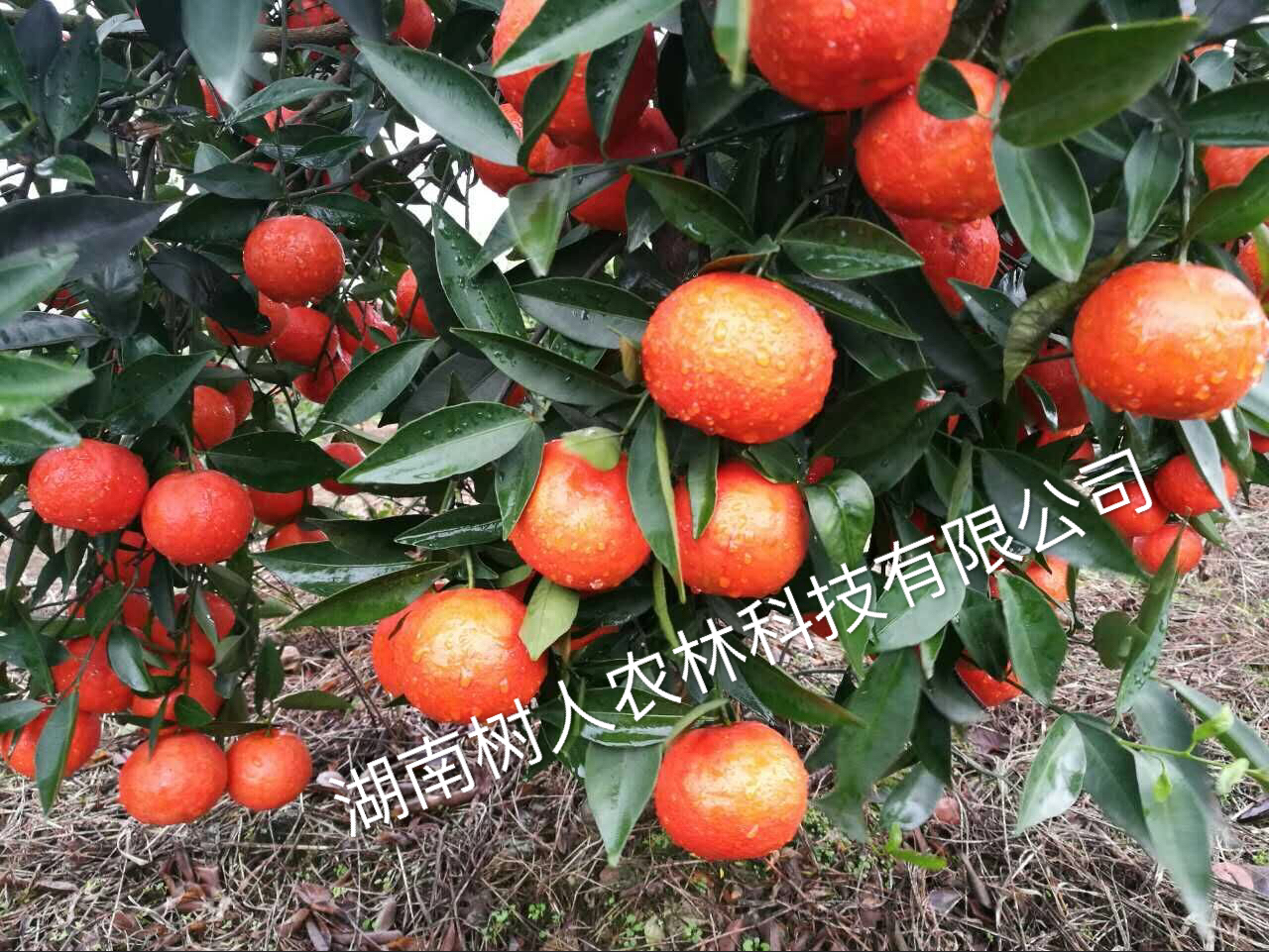 關(guān)于廣西永福縣韋昌裕偽造合同盜用我公司世紀(jì)紅名義擴(kuò)散假苗、病毒苗的違法行徑的緊急聲明