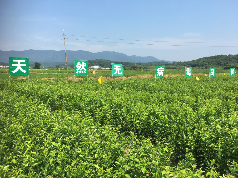 十月小陽春，栽苗好季節(jié)