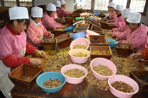 成縣核桃網絡熱銷 淘寶將開“甘肅館”促農產品銷售