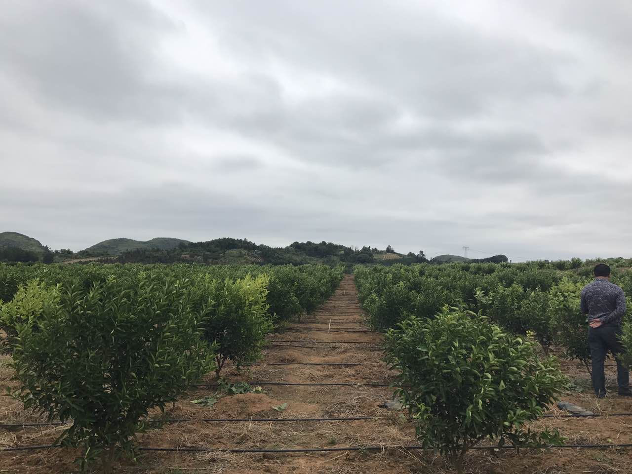 德慶柑桔樹一年搖下30億元———“德慶經驗”實地調查報告