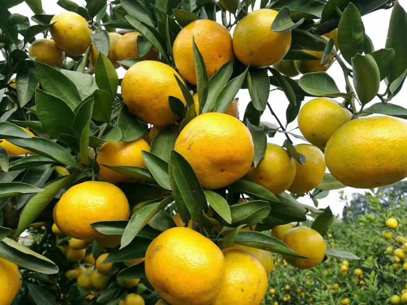 果緣何不足，品種選育是關鍵