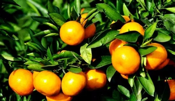 柑橘增色增糖技術