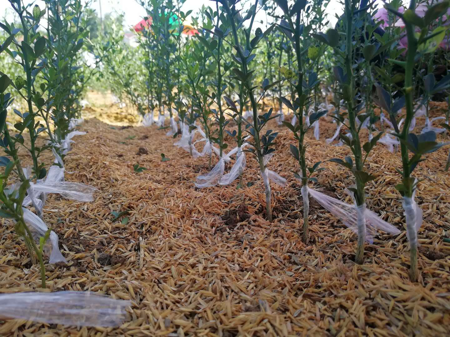 化肥換“綠肥” 全縣一年少噴農(nóng)藥近70噸