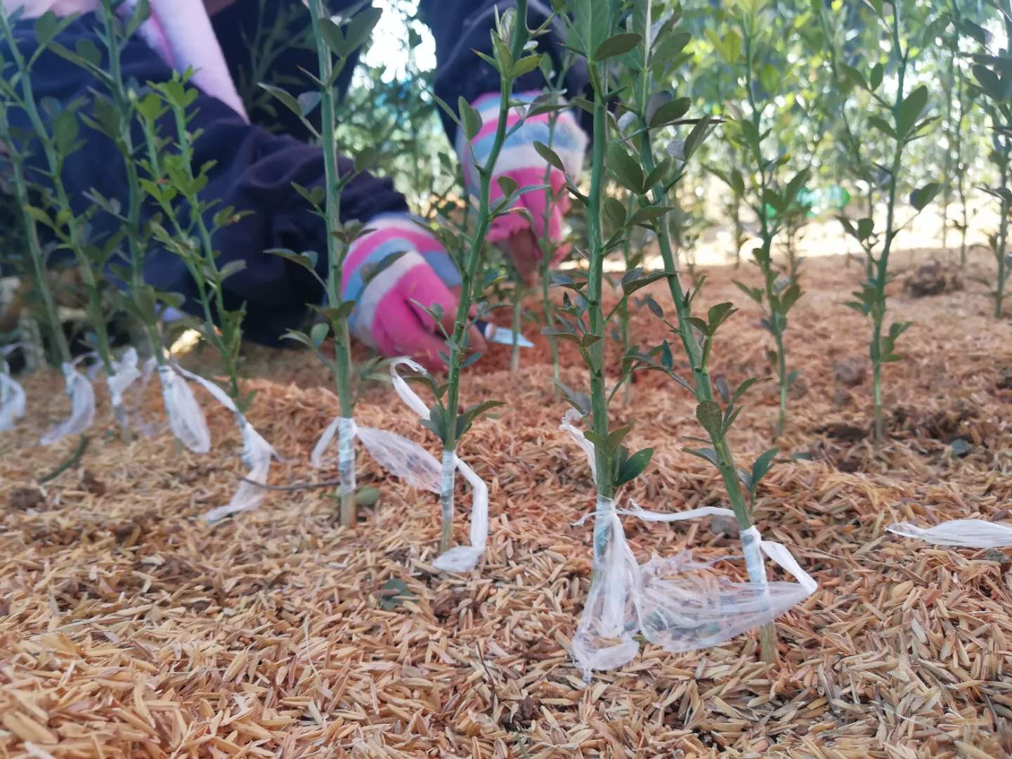 江西彭澤157家專業合作社架起致富“金橋”