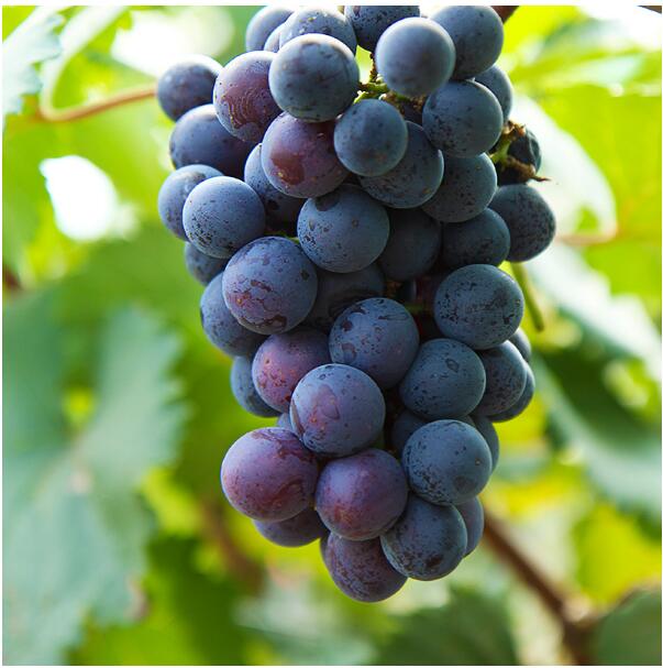 格瑞特借外腦打造葡萄產(chǎn)業(yè)