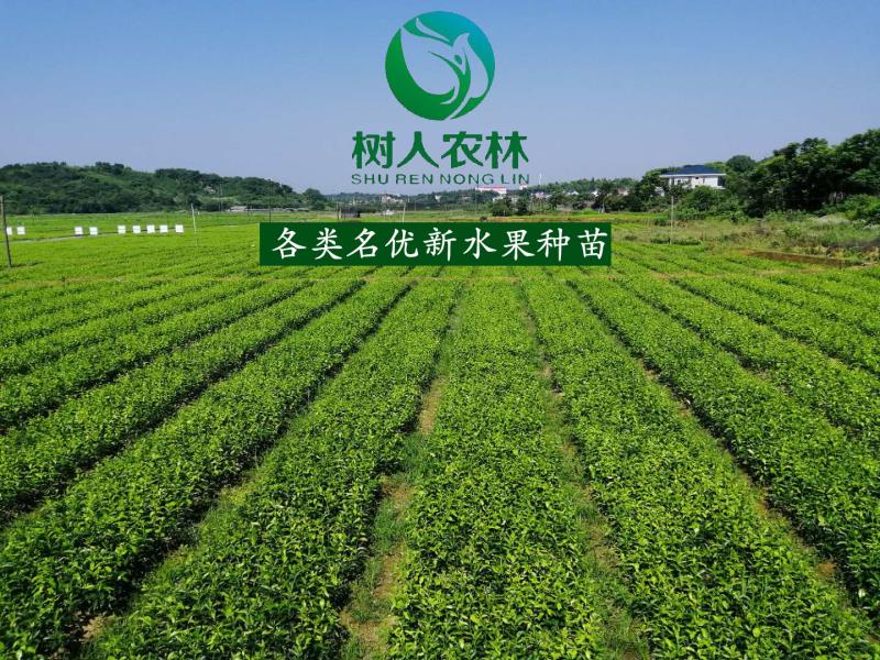 隆昌樹人農業科技有限公司