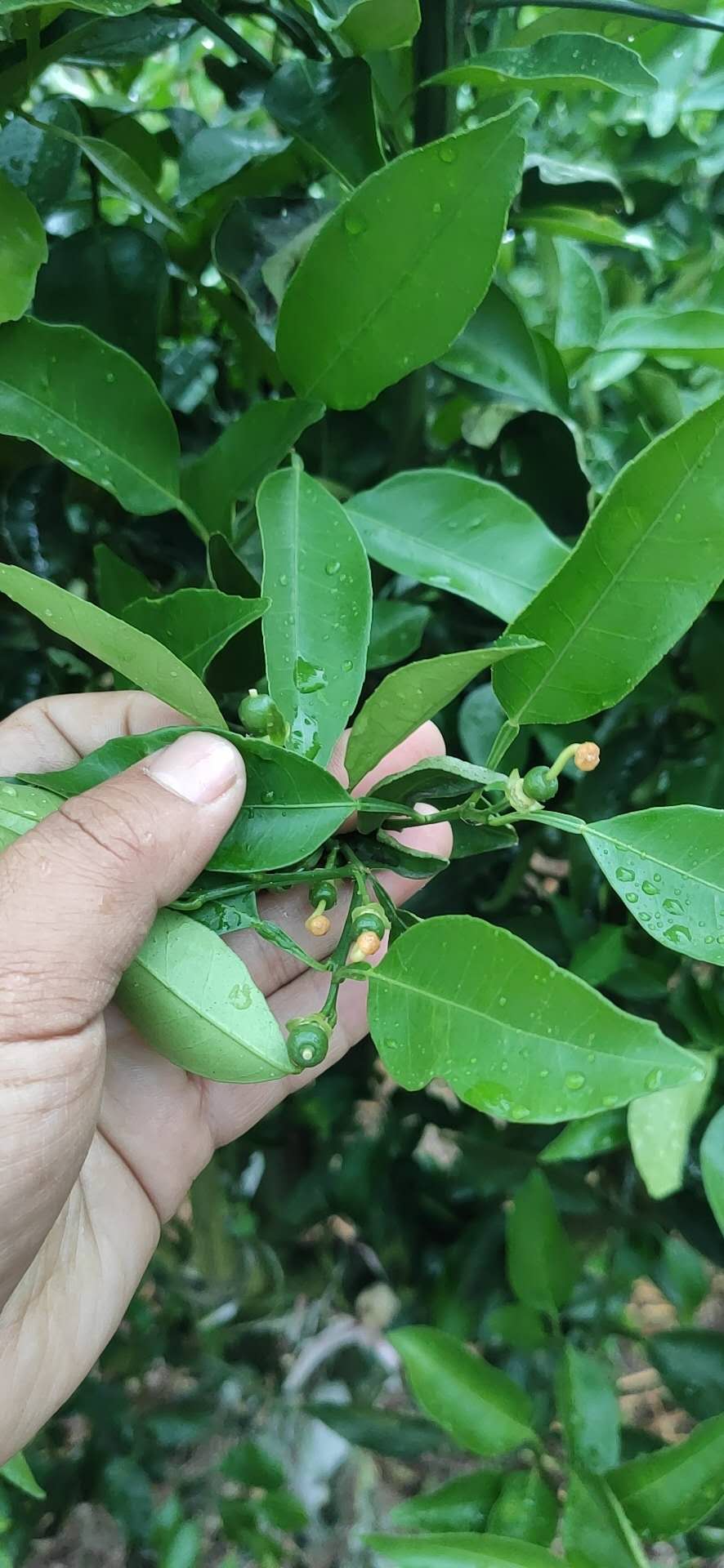 柑橘5月核心管理技術(shù)