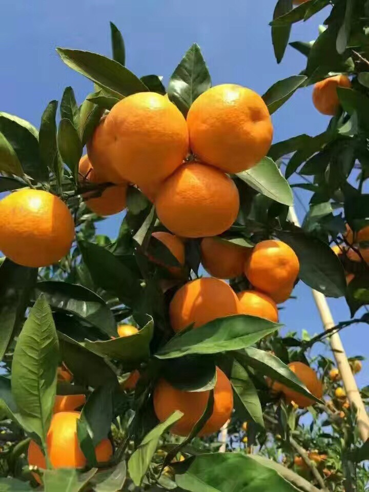 溫州蜜橘：常規(guī)品種也能種出效益