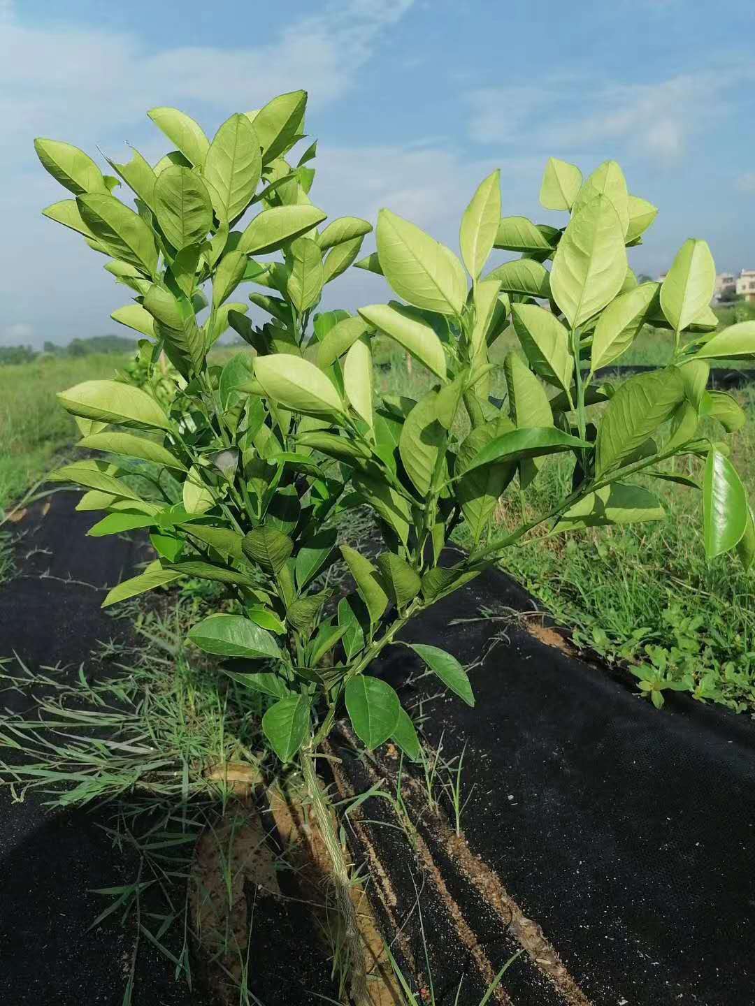 柑橘幼樹管理要點(diǎn)