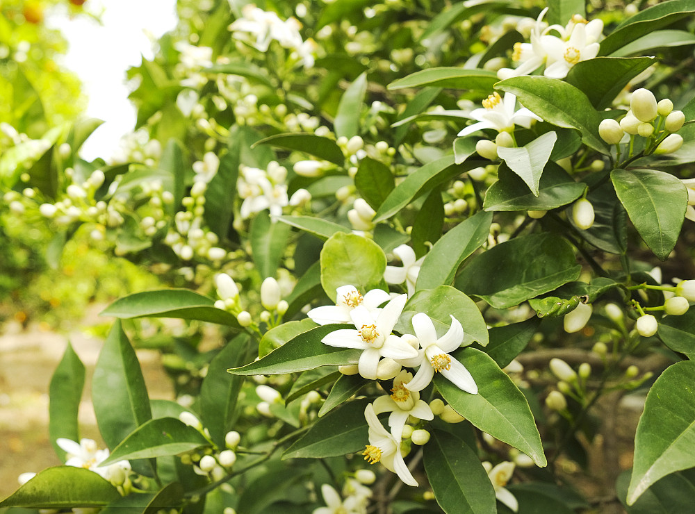 四月份柑橘核心管理技術(shù)