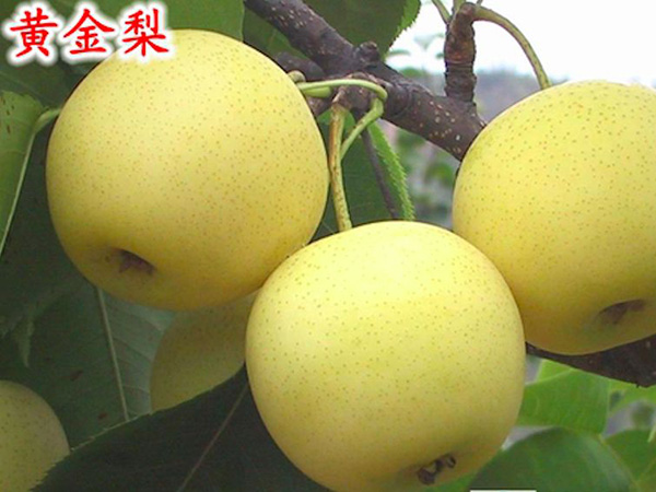 黃金梨
