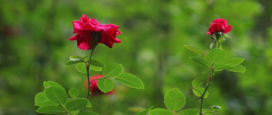 花卉林木類(lèi)