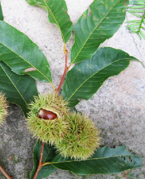 湖南樹人農林科技有限公司,湖南柑橘品種銷售,中國果樹網,常綠果樹類哪里好