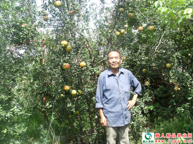 湖南樹人農林科技有限公司,湖南柑橘品種銷售,中國果樹網,常綠果樹類哪里好