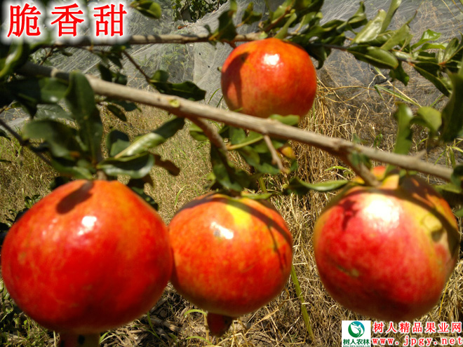 湖南樹人農林科技有限公司,湖南柑橘品種銷售,中國果樹網,常綠果樹類哪里好