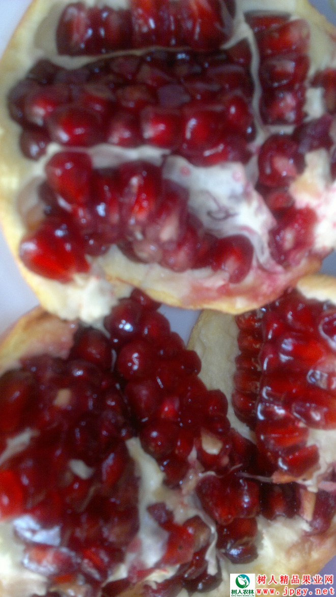 湖南樹人農林科技有限公司,湖南柑橘品種銷售,中國果樹網,常綠果樹類哪里好