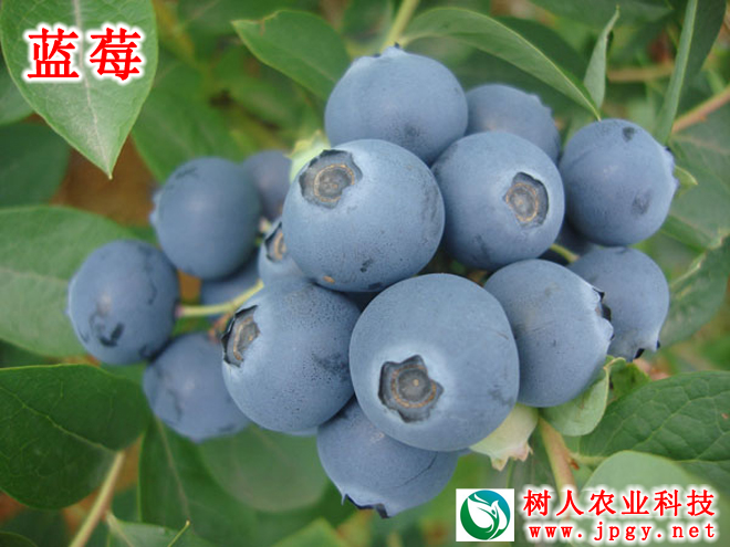 湖南樹人農(nóng)林科技有限公司,湖南柑橘品種銷售,中國果樹網(wǎng),常綠果樹類哪里好