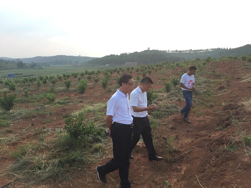 彩色油菜花的研究與開發推廣