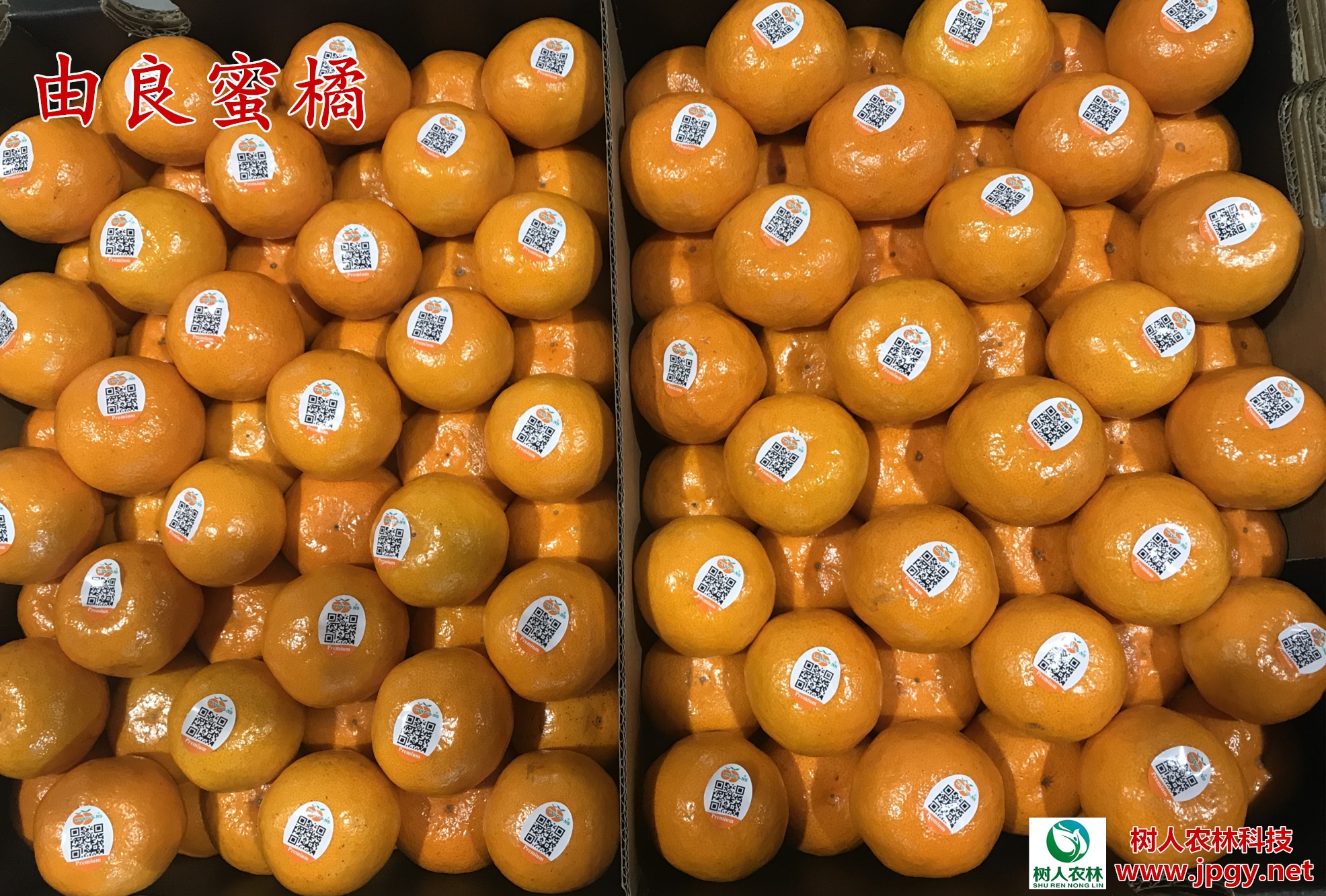 湖南樹人農林科技有限公司,湖南柑橘品種銷售,中國果樹網,常綠果樹類哪里好