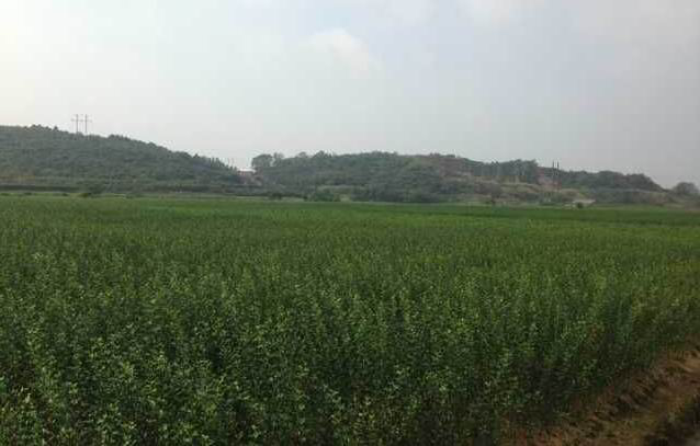 湖南樹人農林科技有限公司,湖南柑橘品種銷售,中國果樹網,常綠果樹類哪里好