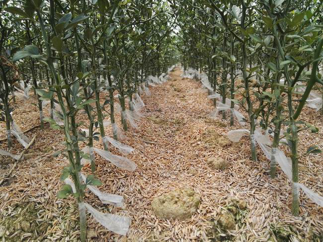 湖南樹人農林科技有限公司,湖南柑橘品種銷售,中國果樹網,常綠果樹類哪里好