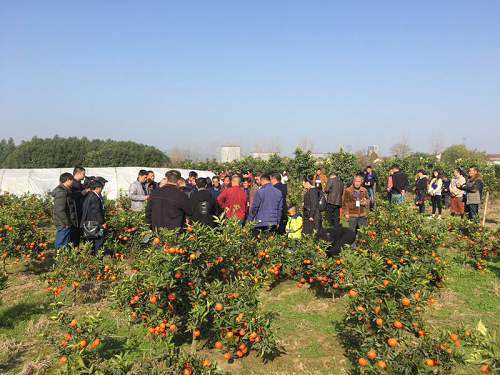 湖南樹(shù)人農(nóng)林科技有限公司,湖南柑橘品種銷售,中國(guó)果樹(shù)網(wǎng),常綠果樹(shù)類哪里好