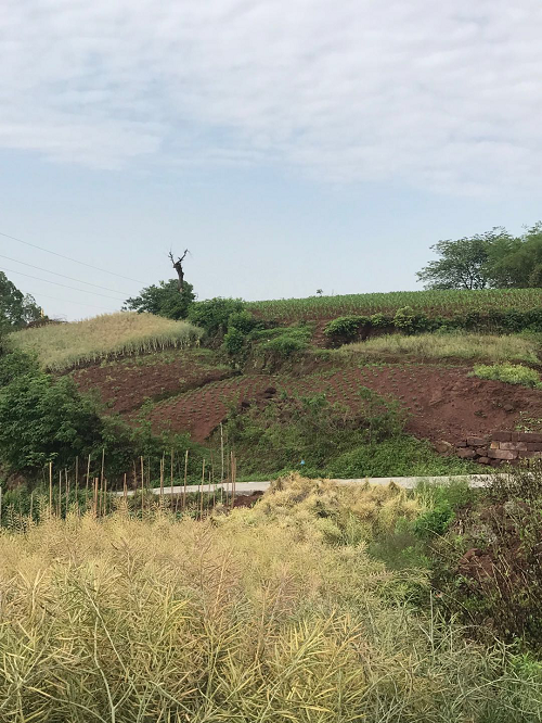 湖南樹人農林科技有限公司,湖南柑橘品種銷售,中國果樹網,常綠果樹類哪里好