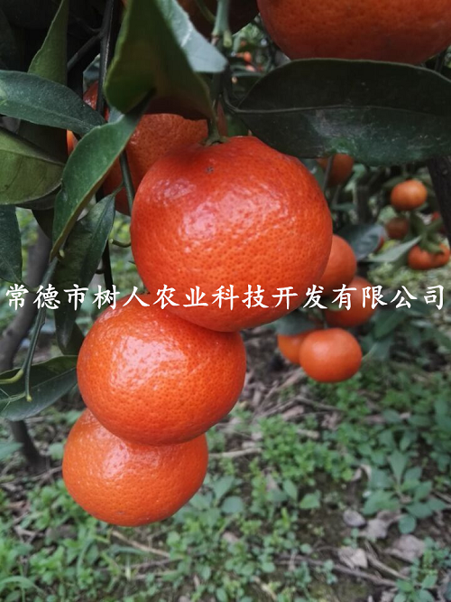 湖南樹人農林科技有限公司,湖南柑橘品種銷售,中國果樹網,常綠果樹類哪里好