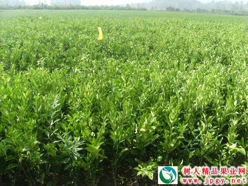 湖南樹人農林科技有限公司,湖南柑橘品種銷售,中國果樹網,常綠果樹類哪里好