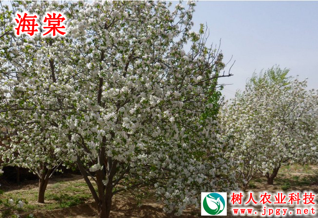 湖南樹人農林科技有限公司,湖南柑橘品種銷售,中國果樹網,常綠果樹類哪里好