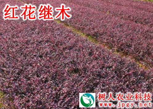 湖南樹人農林科技有限公司,湖南柑橘品種銷售,中國果樹網,常綠果樹類哪里好