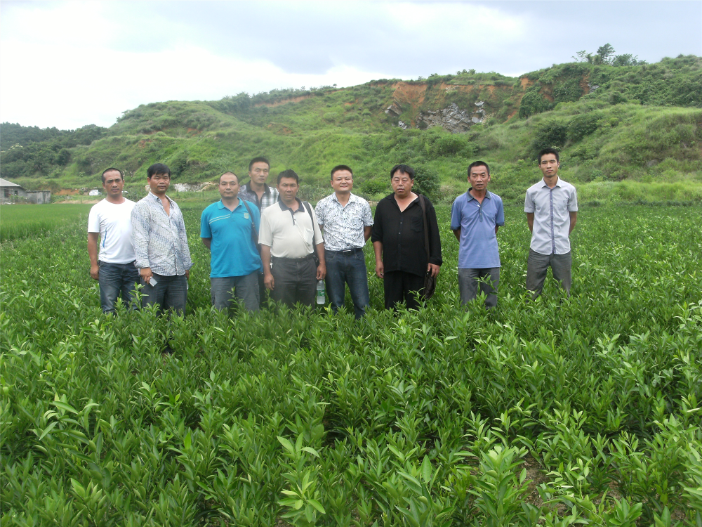 湖南樹人農(nóng)林科技有限公司,湖南柑橘品種銷售,中國果樹網(wǎng),常綠果樹類哪里好