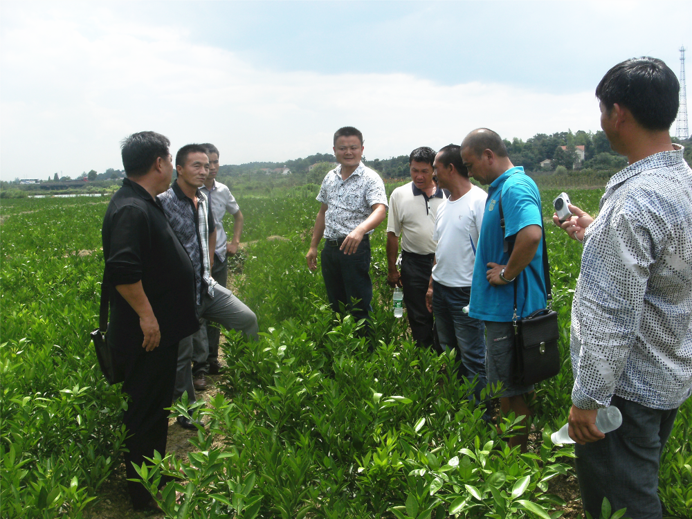 湖南樹人農(nóng)林科技有限公司,湖南柑橘品種銷售,中國果樹網(wǎng),常綠果樹類哪里好