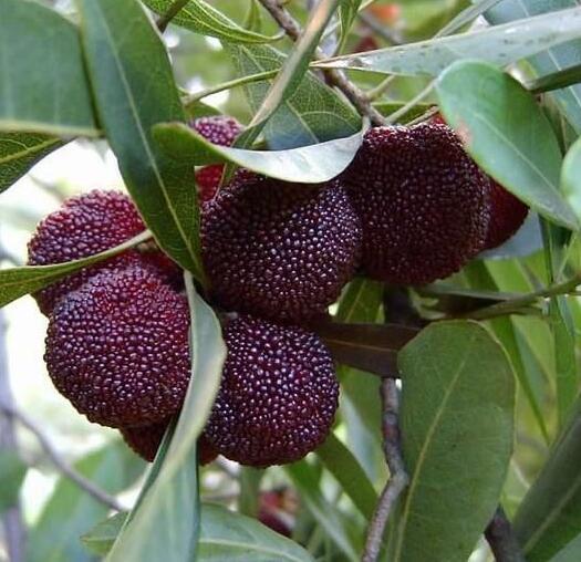 湖南樹人農(nóng)林科技有限公司,湖南柑橘品種銷售,中國果樹網(wǎng),常綠果樹類哪里好