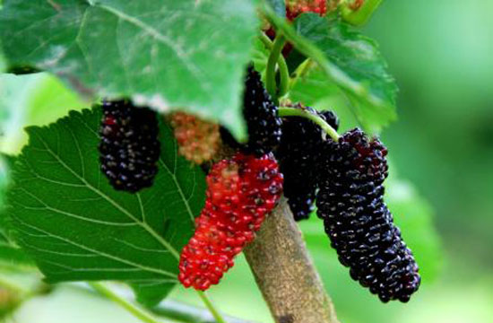 湖南樹人農(nóng)林科技有限公司,湖南柑橘品種銷售,中國果樹網(wǎng),常綠果樹類哪里好