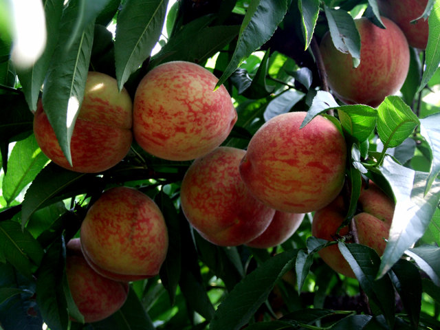 湖南樹人農(nóng)林科技有限公司,湖南柑橘品種銷售,中國(guó)果樹網(wǎng),常綠果樹類哪里好