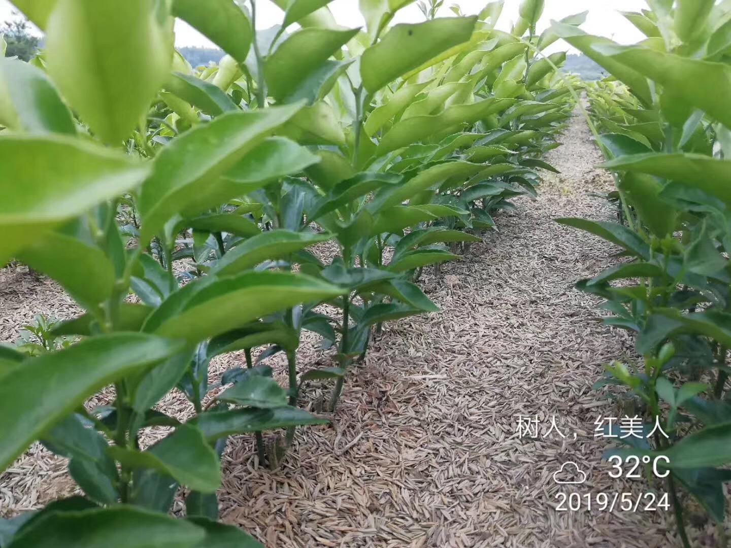 湖南樹(shù)人農(nóng)林科技有限公司,湖南柑橘品種銷(xiāo)售,中國(guó)果樹(shù)網(wǎng),常綠果樹(shù)類(lèi)哪里好 湖南樹(shù)人農(nóng)林科技有限公司,湖南柑橘品種銷(xiāo)售,中國(guó)果樹(shù)網(wǎng),常綠果樹(shù)類(lèi)哪里好