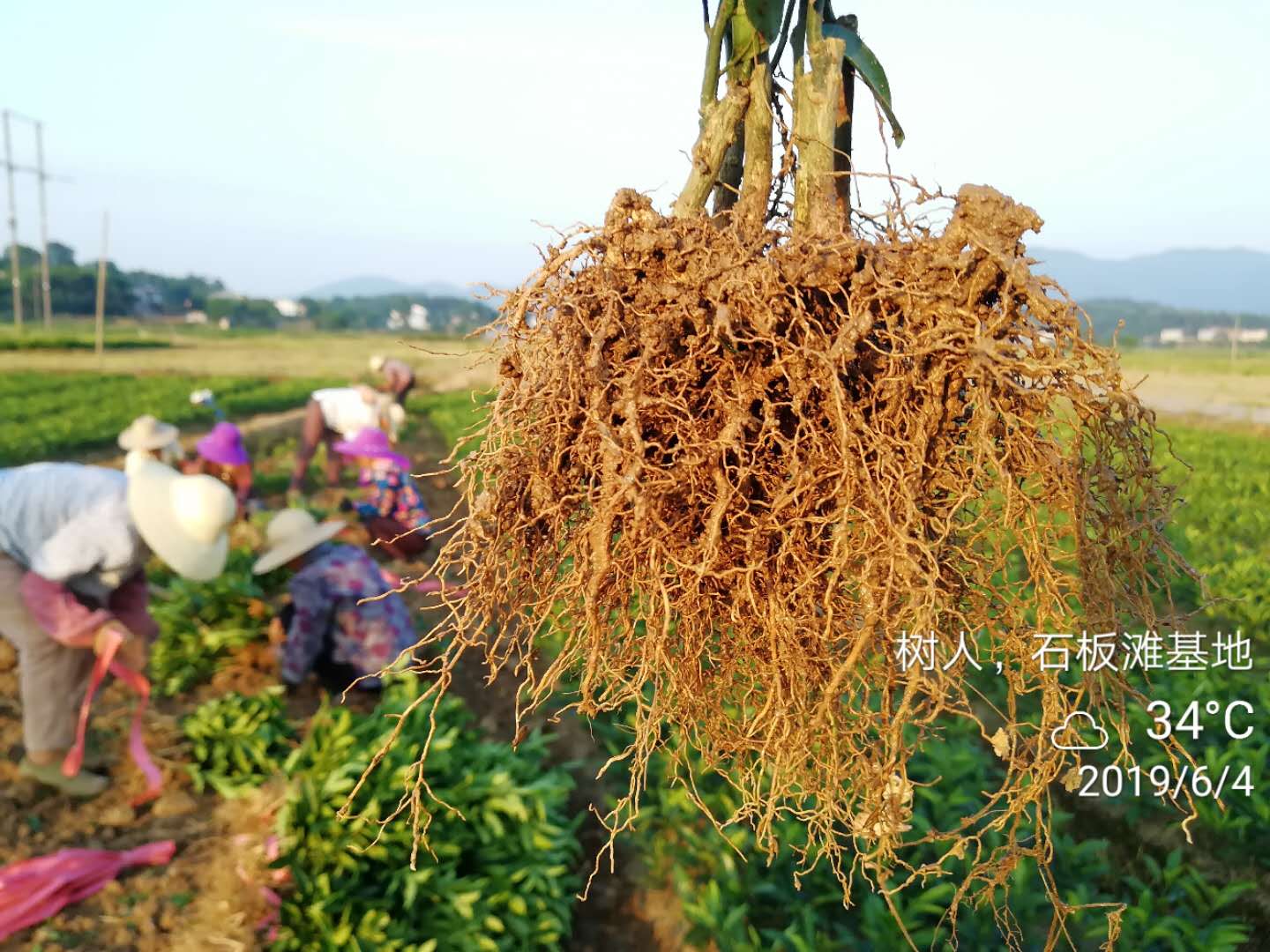 湖南樹人農林科技有限公司,湖南柑橘品種銷售,中國果樹網,常綠果樹類哪里好