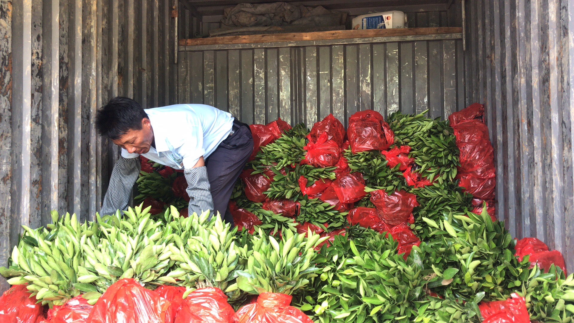 湖南樹人農林科技有限公司,湖南柑橘品種銷售,中國果樹網,常綠果樹類哪里好