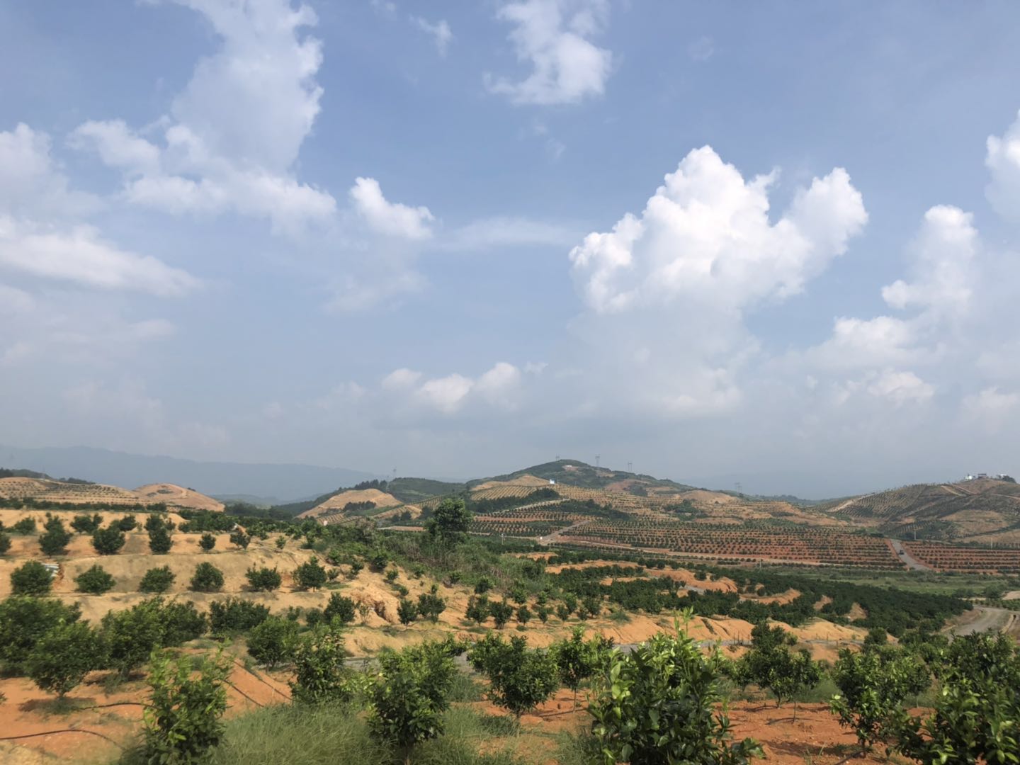 湖南樹人農林科技有限公司,湖南柑橘品種銷售,中國果樹網,常綠果樹類哪里好