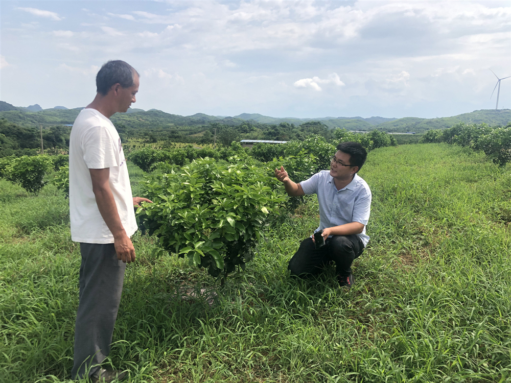 湖南樹人農(nóng)林科技有限公司,湖南柑橘品種銷售,中國(guó)果樹網(wǎng),常綠果樹類哪里好