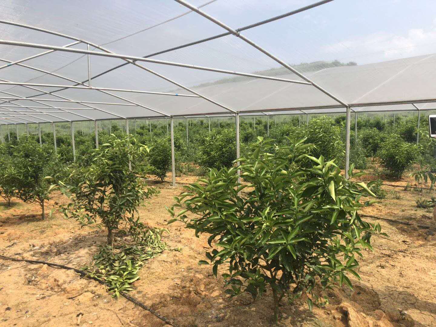 湖南樹人農(nóng)林科技有限公司,湖南柑橘品種銷售,中國(guó)果樹網(wǎng),常綠果樹類哪里好