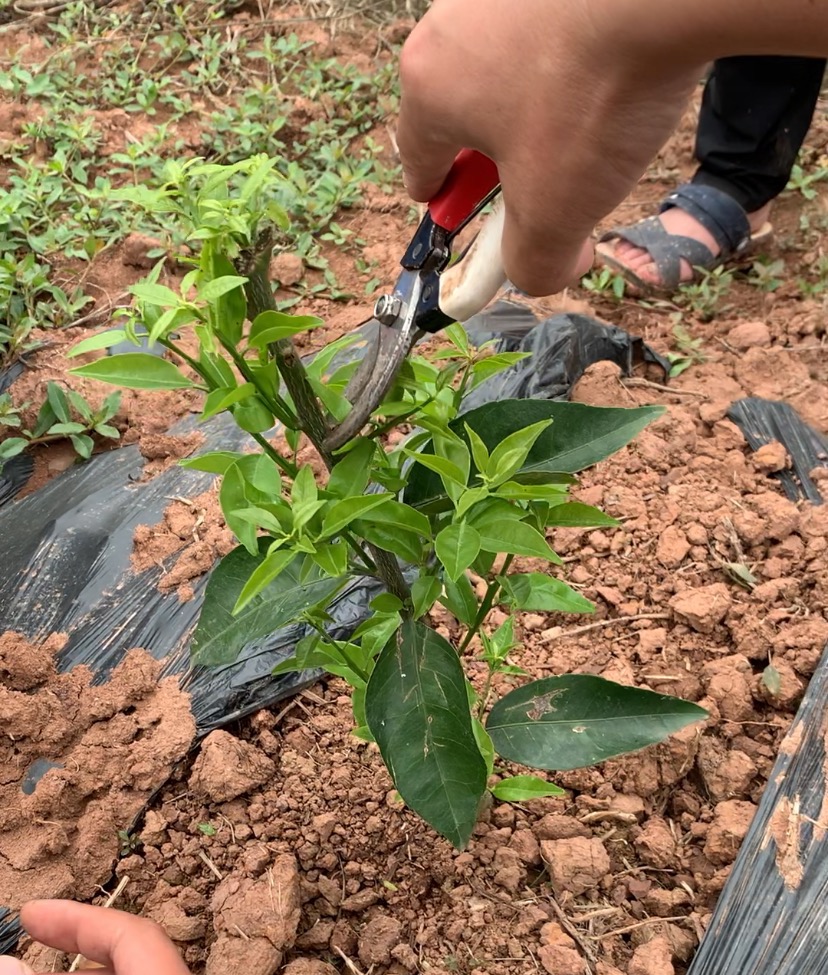 湖南樹人農(nóng)林科技有限公司,湖南柑橘品種銷售,中國(guó)果樹網(wǎng),常綠果樹類哪里好