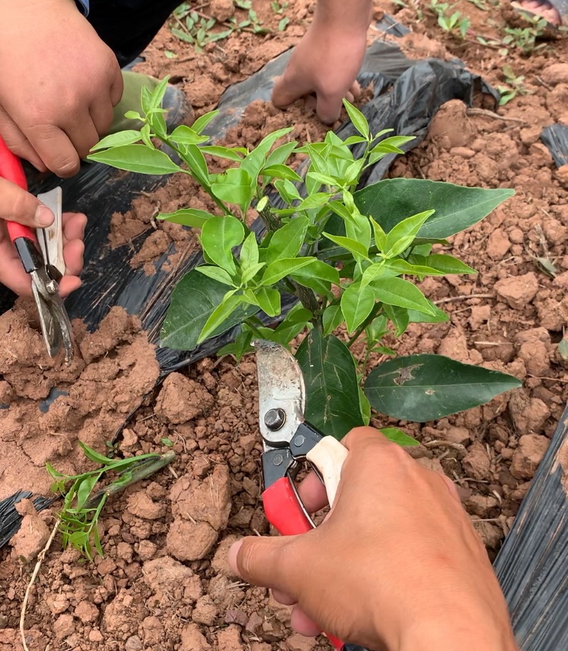 湖南樹人農(nóng)林科技有限公司,湖南柑橘品種銷售,中國(guó)果樹網(wǎng),常綠果樹類哪里好